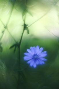 Flor azul con fondo...