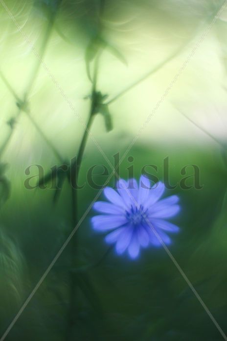 Flor azul con fondo...