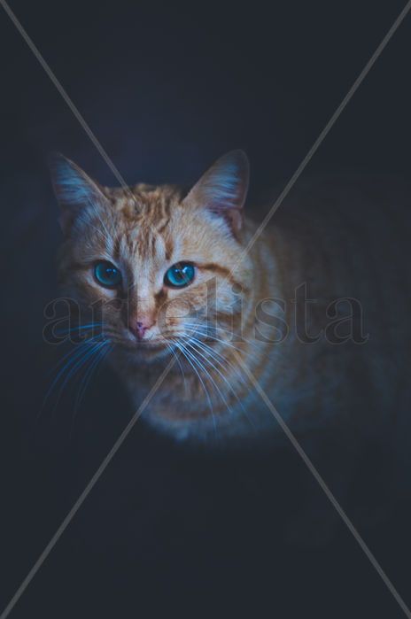Gato misterioso