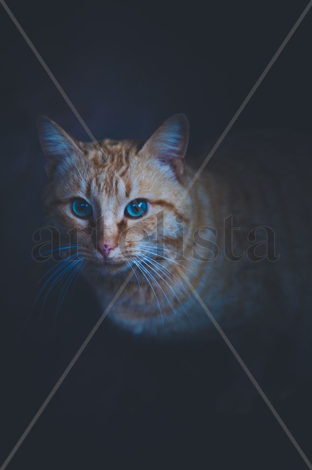 gato misterioso