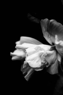 Flor blanco y negro