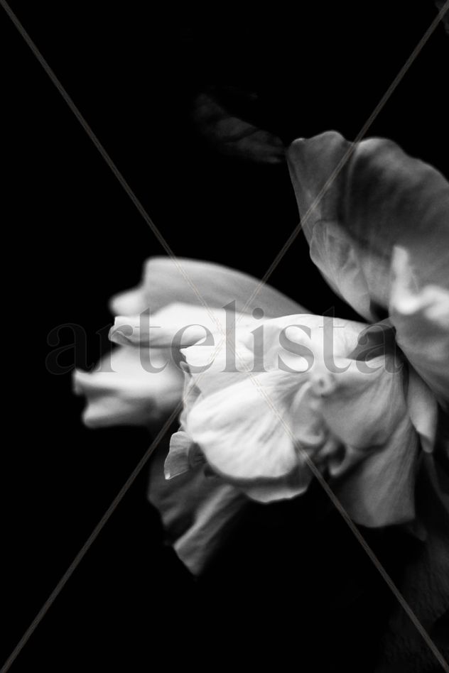 flor blanco y negro
