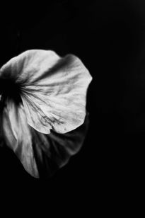 Flor blanco y negro...