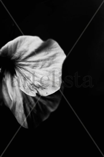 flor blanco y negro lateral Naturaleza Blanco y Negro (Digital)