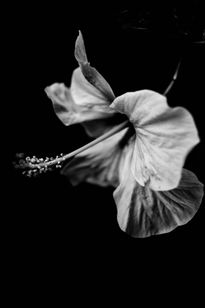 Hibisco flor blanco...