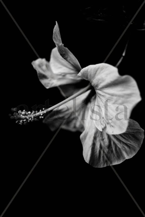 Hibisco flor blanco...