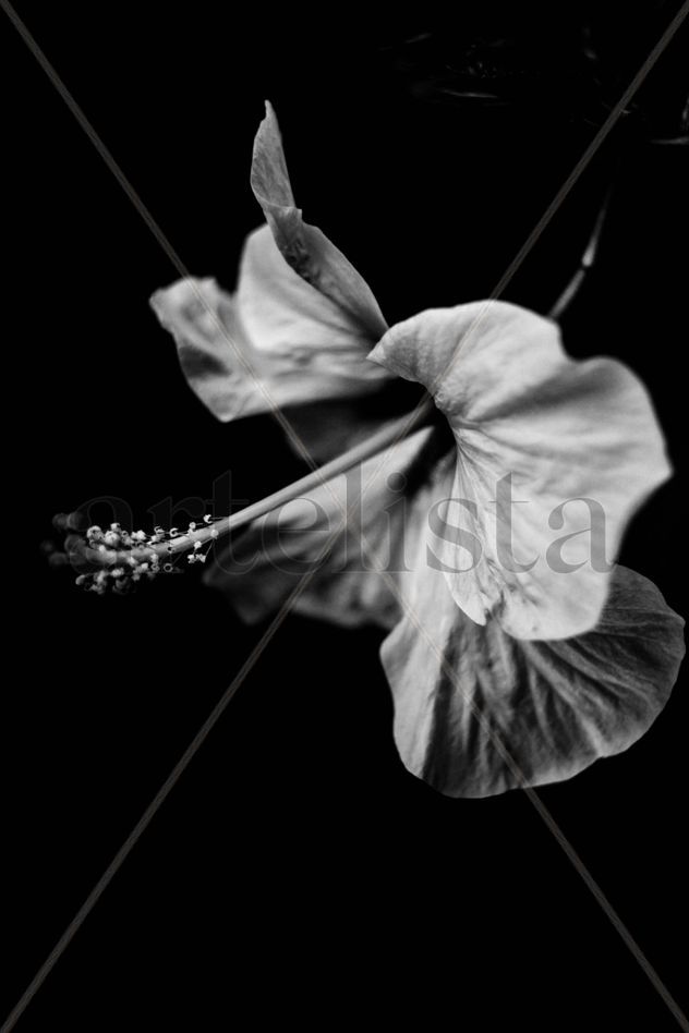 Hibisco flor blanco y negro