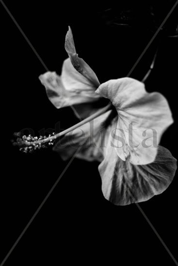 Hibisco flor blanco y negro Naturaleza Blanco y Negro (Digital)