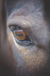 Mirada de caballo