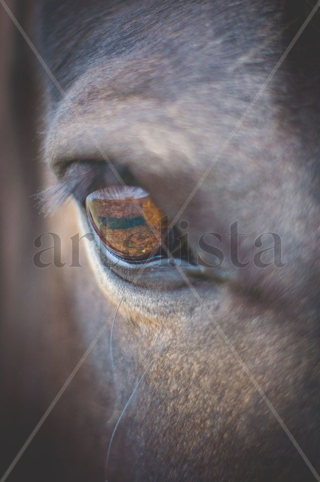 Mirada de caballo