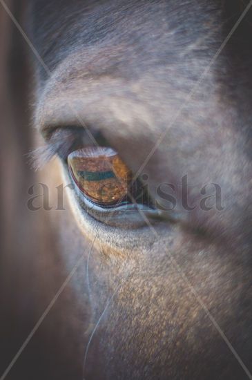 Mirada de caballo Naturaleza Color (Digital)