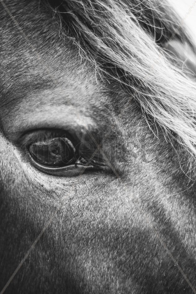 mirada de caballo en blanco y negro
