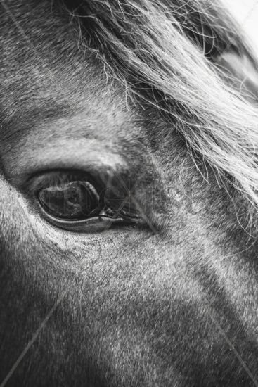 mirada de caballo en blanco y negro Retrato Blanco y Negro (Digital)