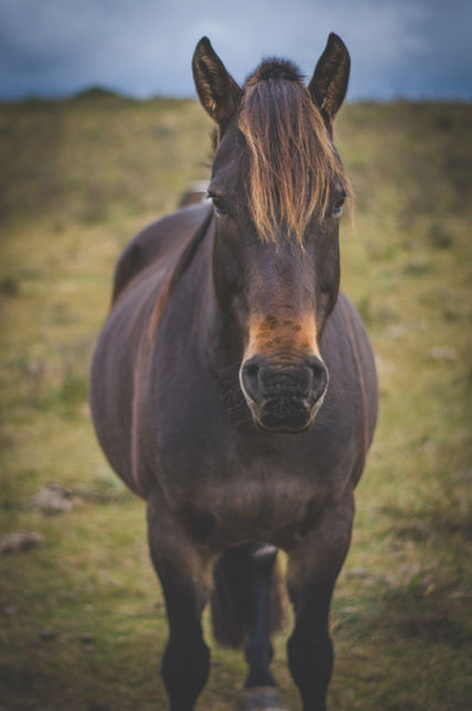 Caballo en el campo