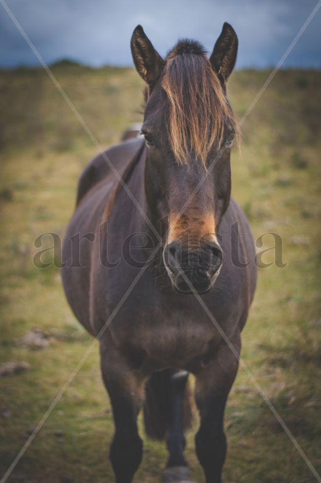 Caballo en el campo
