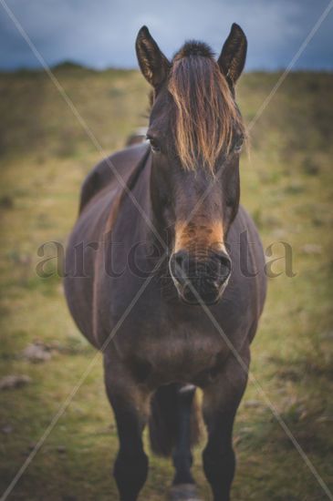 Caballo en el campo Naturaleza Color (Digital)