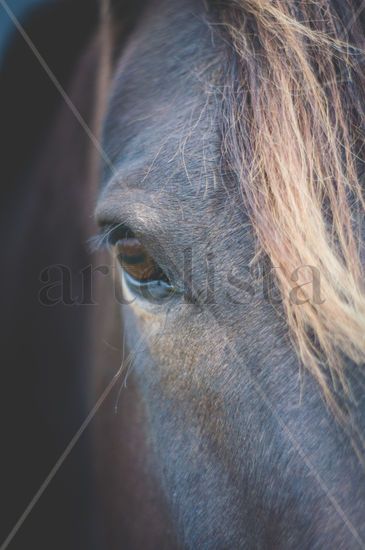 Caballo mirando la camara Naturaleza Color (Digital)