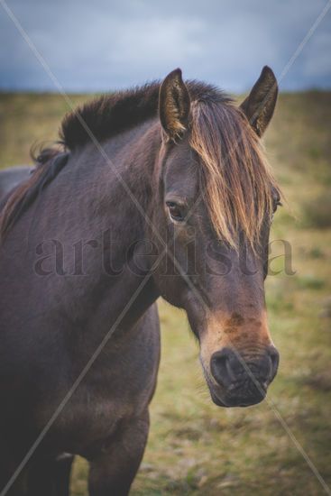 Caballo suelto en un campo Naturaleza Color (Digital)