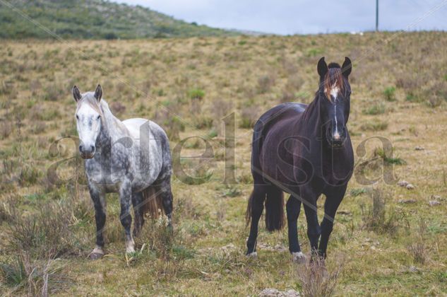 caballos sueltos en el campo Naturaleza Color (Digital)