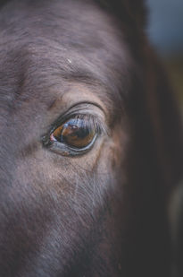 Caballo mirando al...