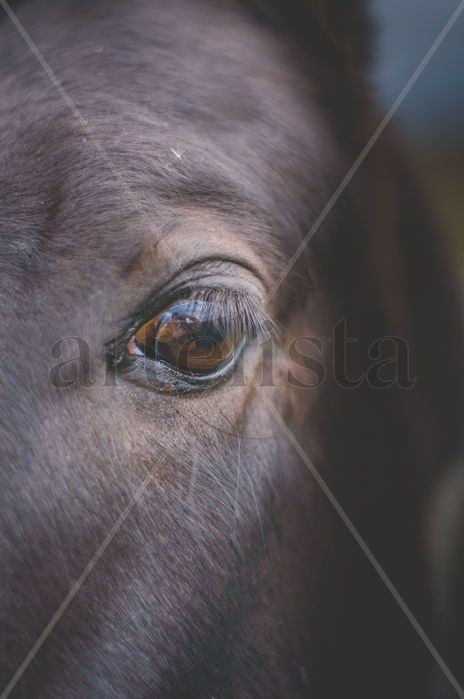 Caballo mirando al...