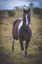 caballo con colores en un camino