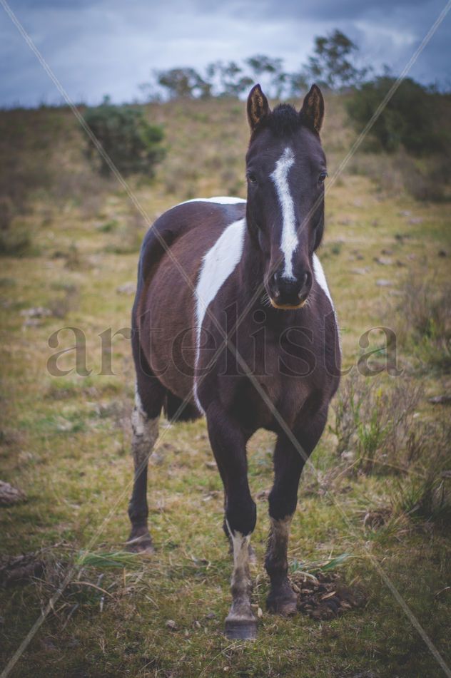 caballo con colores en un camino