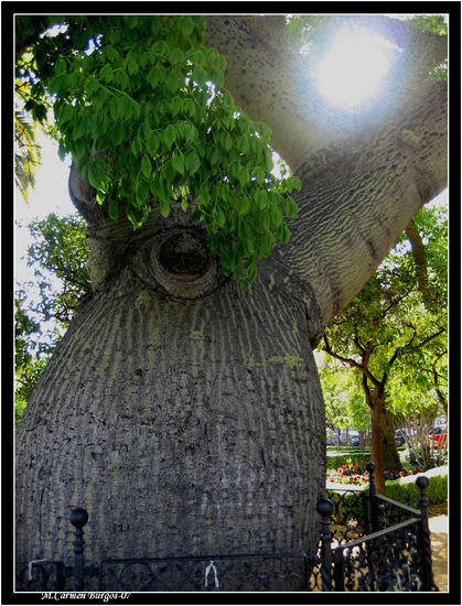 El ojo del Palo Borracho Nature Color (Digital)