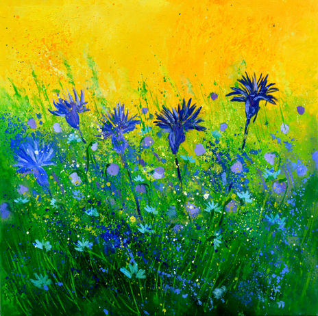 Cornflowers 7724