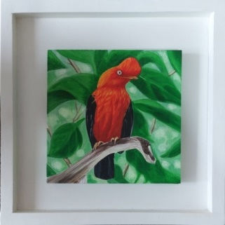 Gallito de las Rocas