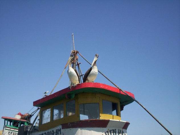 pelicanos