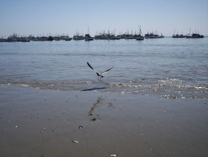 El vuelo