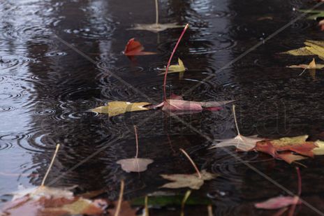 Hojas de otoño