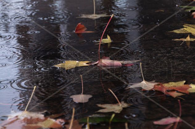 Hojas de otoño