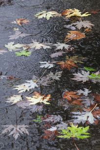 Hojas y lluvia