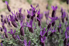 Lavandula Stoechas