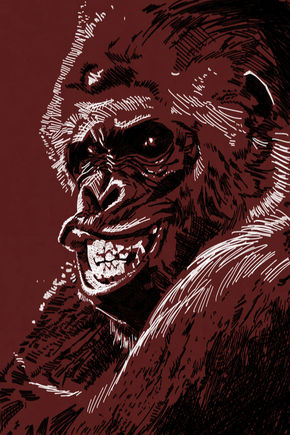 Gorilla