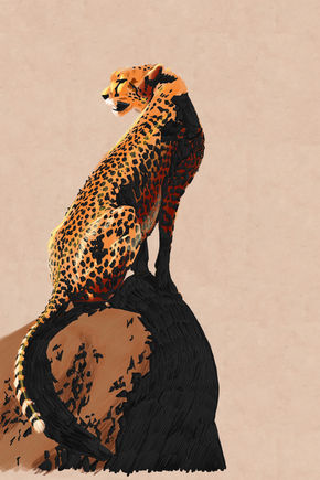 Leopard