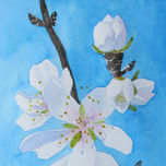 almendros thumbnail 2