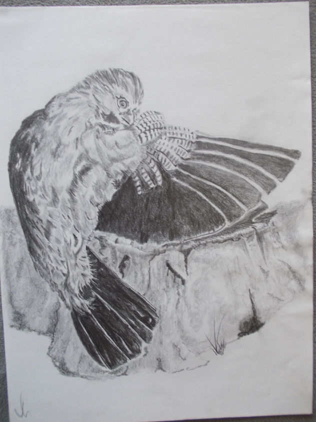 suspicious acting bat bird