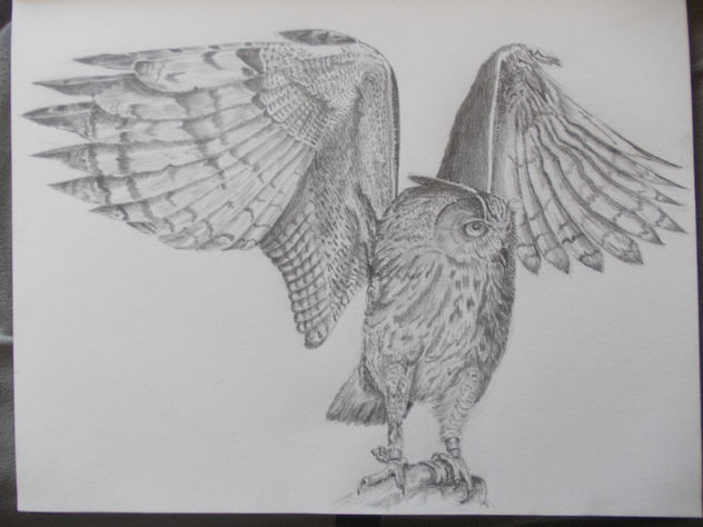 wings of owl