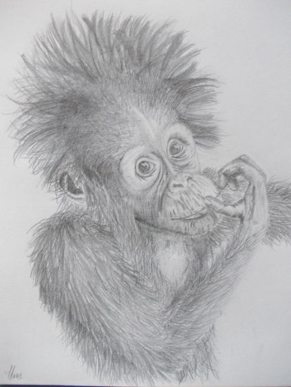 curious orangutan Pencil