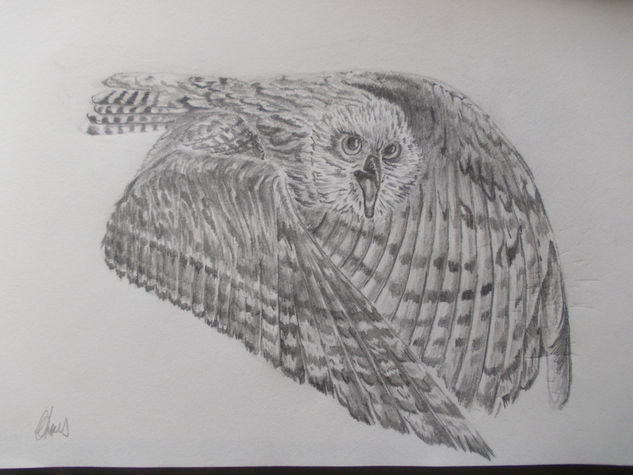 owl in flight Pencil