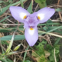 Flor de Pascua