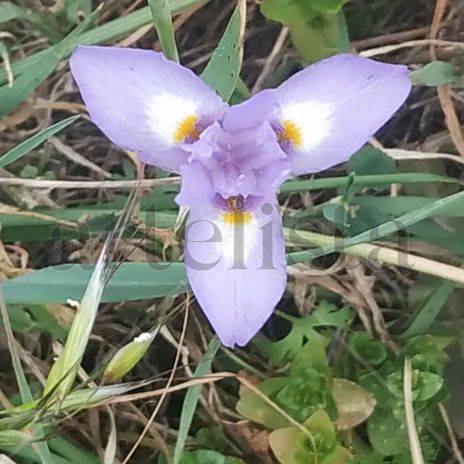 Flor de Pascua