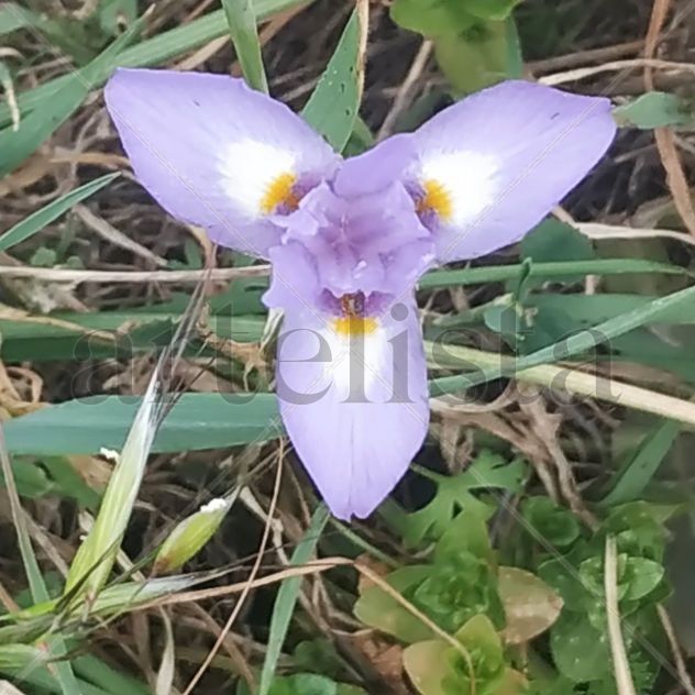 Flor de Pascua