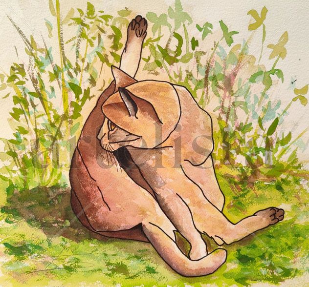 ALMA DE GATO 5