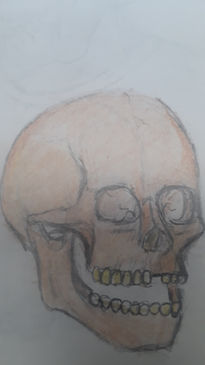 Dibujo anatomico