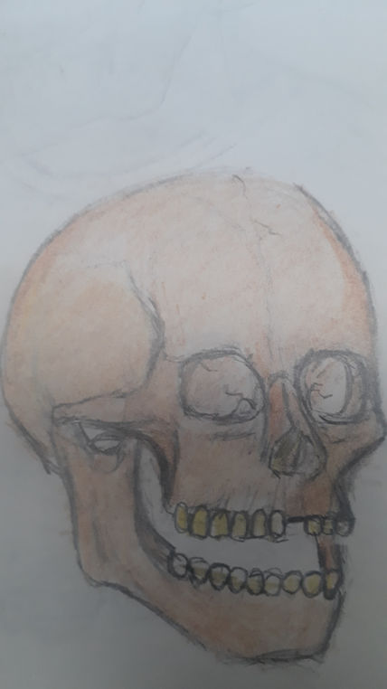 Dibujo anatomico