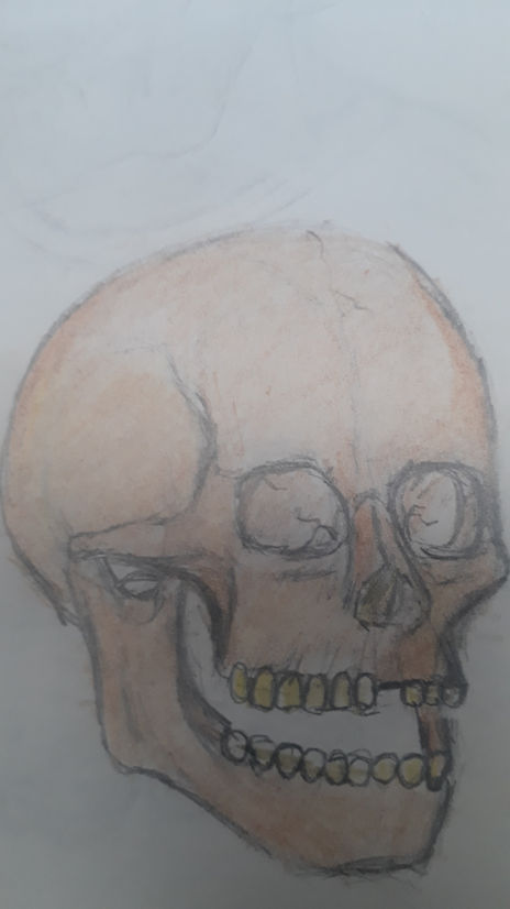 Dibujo anatomico